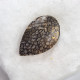 Dinosauří kost 5,16 ct Utah USA