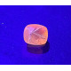 Hauyn 0,60 ct ŽLUTÝ! Afghanistan