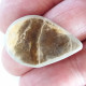Slída (Phlogopite/Mica) 9,0 ct